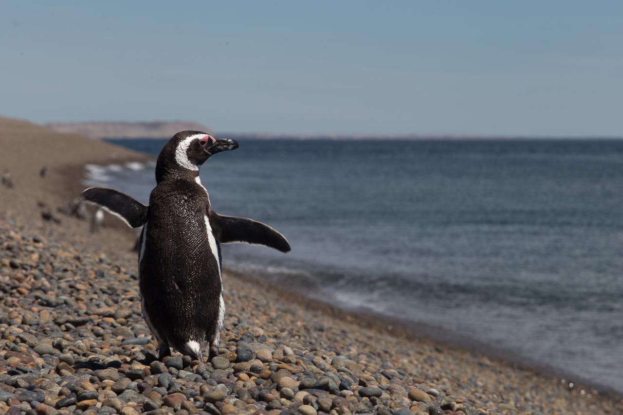 Hotel El Pedral Puerto Madryn Zewnętrze zdjęcie
